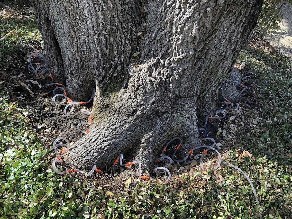 Detailed Tree Cabling and Bracing job site in New Bethlehem