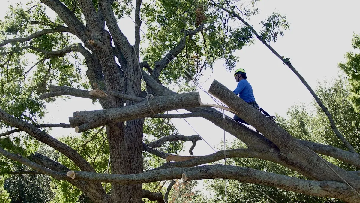 Professional Crown Thinning performed by certified arborists in New Bethlehem