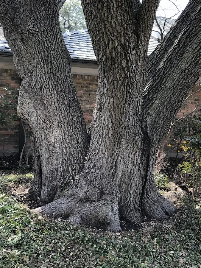 Mature heritage tree close to a New Bethlehem property cared for by certified arborists